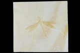 Fossil Dragonfly (Protolindea) - Solnhofen Limestone #132724-1